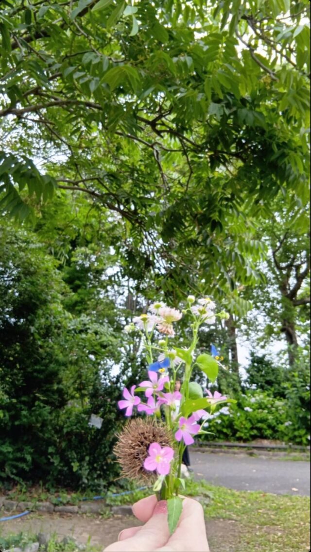 本日、もりやま芦刈園へ紫陽花を見に行ってきました😊「こんな紫陽花あるんやな」「可愛い紫陽花や😍」など沢山の紫陽花を見て楽しまれていました🥰#グループホーム下之郷 #あじさい